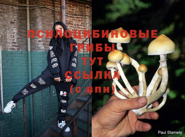 стаф Богданович