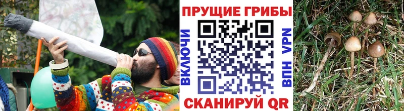 дарнет шоп  Волчанск  Псилоцибиновые грибы MAGIC MUSHROOMS 